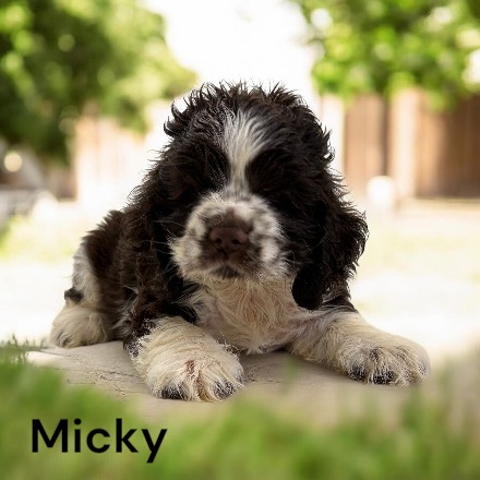 puppy, for, sale, Cocker Spaniel, Joe & Cherri  Overlease, dog, breeder, Miller, MO, dog-breeder, puppy-for-sale, forsale, nearby, find, puppyfind, locator, puppylocator, aca